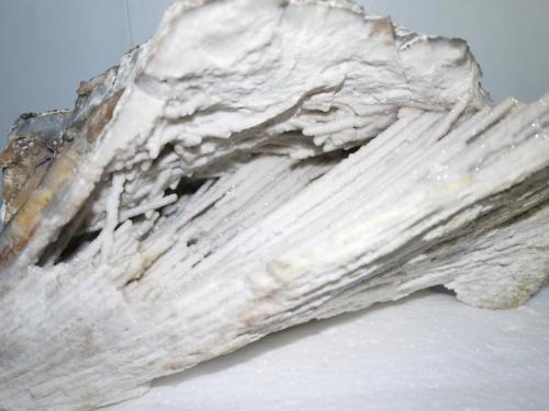 Quartz (variety Agate)
Withlacoochee River, Georgia, USA
31.8 x 16.5 cm
Withlacoochee Agatized Coral (Author: Don Lum)