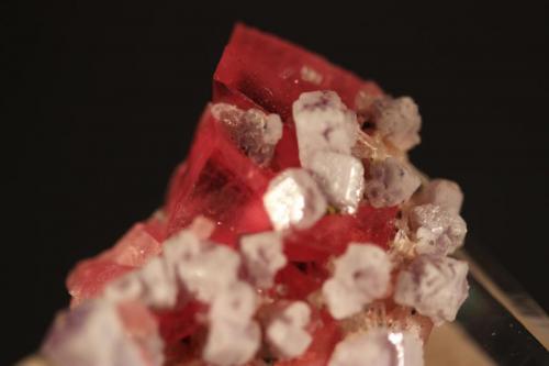 Rhodochrosite, Fluorite, Fluorapatite, Pyrite, Quartz
Sweet Home Mine, Steve’s Pocket, Colorado, USA
3.5 x 3.1 cm (Author: Don Lum)