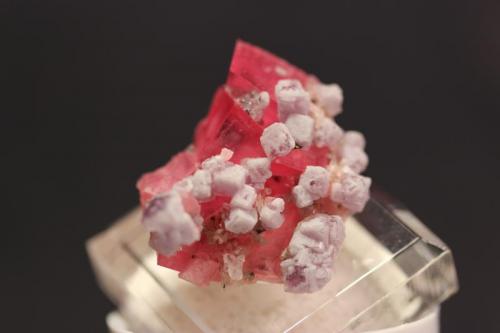 Rhodochrosite, Fluorite, Fluorapatite, Pyrite, Quartz
Sweet Home Mine, Steve’s Pocket, Colorado, USA
3.5 x 3.1 cm (Author: Don Lum)