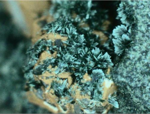 Pumpellita
Paterson, Passaic County, New Jersey, Estados Unidos
4 mm. ancho de campo
Detalle de los minúsculos agregados aciculares verdes de pumpellita en el espécimen anterior. (Autor: prcantos)