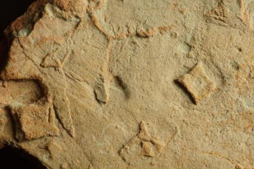 Casts of halite crystals in Cambrian siltstones.
Miqrat Formation, Huqf, Oman.
Halite crystal casts are about 7 mm on edge, 55 mm specimen. (Author: Ru Smith)