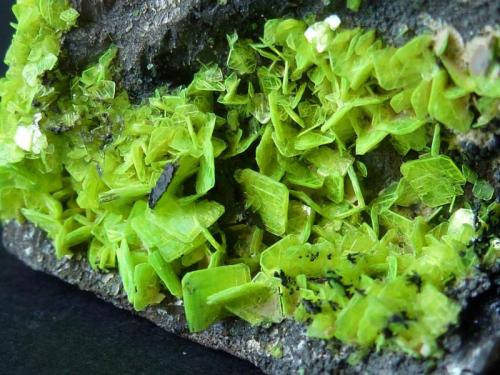 Meta-Autunita<br />Senhora da Assunção Mine, Aldeia Nova, Ferreira de Aves, Sátão, Viseu District, Portugal<br />5 x 4 cm.<br /> (Autor: javier ruiz martin)