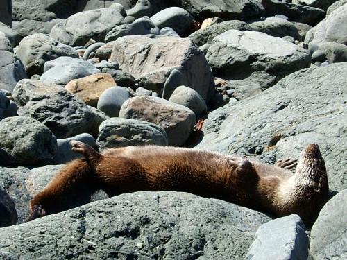 Talisker Bay, Isle of Skye, Scotland, UK
About 90cm long
Time for a well-earned rest !

Otter sunbathing at Talisker Bay, May 2007. (Author: Mike Wood)