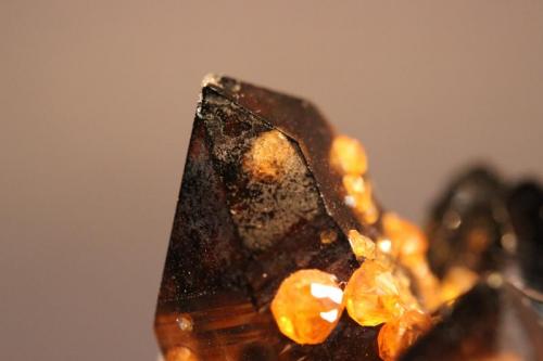 Spessartine, Quartz (var Smoky Quartz)
Wuhan Spessartine Mine,Tongbei, Fujian Province, China
6.2 x 4.5 cm
Spessartine Garnet on and included in Smoky Quartz (Author: Don Lum)