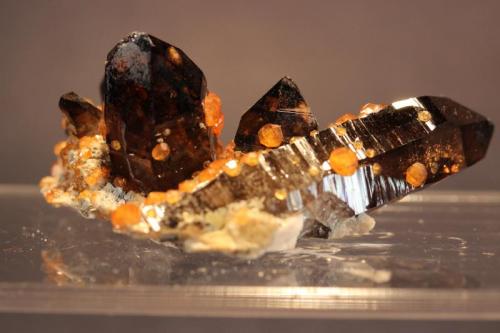 Spessartine, Quartz (var Smoky Quartz)
Wuhan Spessartine Mine,Tongbei, Fujian Province, China
6.2 x 4.5 cm
Spessartine Garnet on and included in Smoky Quartz (Author: Don Lum)