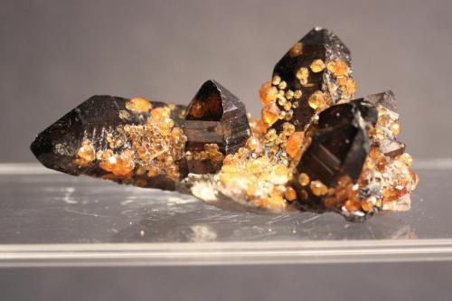 Spessartine, Quartz (var Smoky Quartz)
Wuhan Spessartine Mine,Tongbei, Fujian Province, China
6.2 x 4.5 cm
Spessartine Garnet on and included in Smoky Quartz (Author: Don Lum)