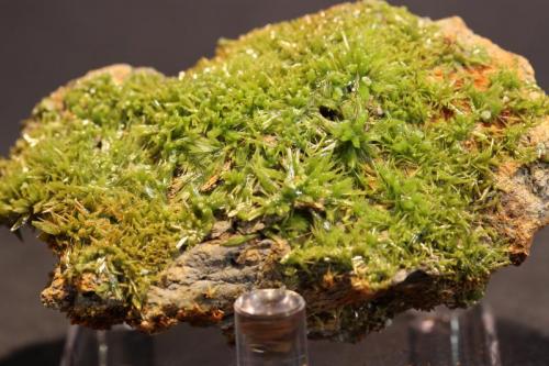 Pyromorphite
Saint-Salvy Mine, Saint-Salvy-de-la-Balme, Tarn, France
7.0 x 4.0 cm
ex-Dr. Mark N. Feinglos (Author: Don Lum)