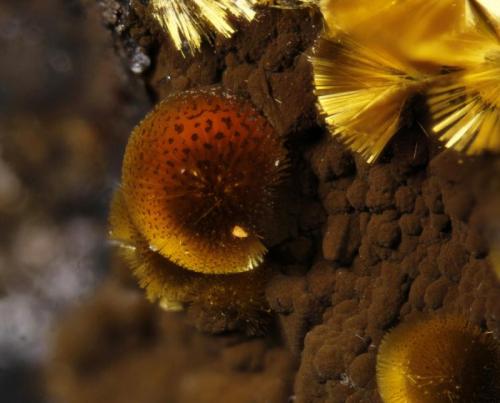 Cacoxenita
Mina La Paloma. Zarza la Mayor. Cáceres. Extremadura. España.
Cacoxenita central de 1mm (Autor: Oscar Fernandez)