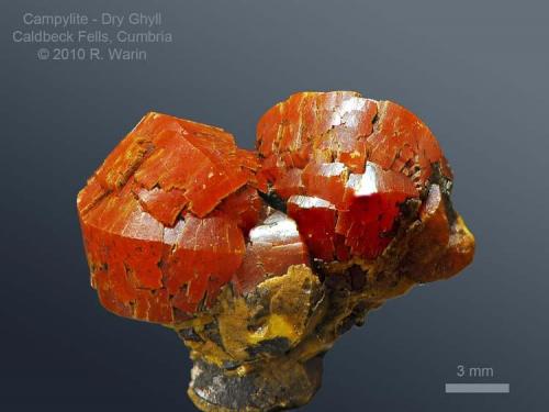 Mimetite (variety Campylite)
Dry Ghyll, Caldbeck Fells, Cumbria, England, UK
2 cm wide (Author: Roger Warin)
