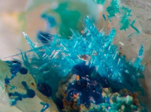 Langite, connelite and brochantite.
Sth Wheal Frances, Basset Mines, Illogan, Cornwall, England, UK.
3 mm field of view. (Author: Ru Smith)