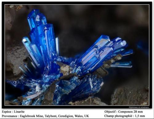 Linarite
Eaglebrook Mine, Talybont, Ceulanymaesmawr, Ceredigion, Wales, UK
fov 1.5 mm
Photo: Ploum (Author: James)