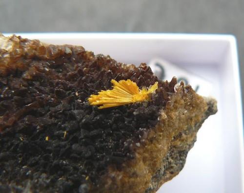 Boltwoodite
Rossing Mine, Namibia
9 mm.
 (Author: Benj)