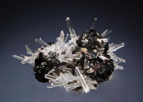 Sphalerite
Alimon Mine, Huaron, Pasco Dept., Peru
5.4 x 7.3 cm.
Lustrous black sphalerite crystals to 1.0 cm on edge associated with transparent needle quartz crystals. (Author: crosstimber)