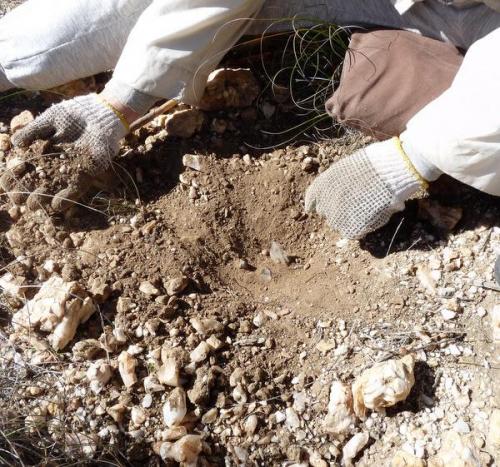 Quartz
Ceres, Western Cape, SA
The pocket shortly after she discovered it. (Author: Pierre Joubert)