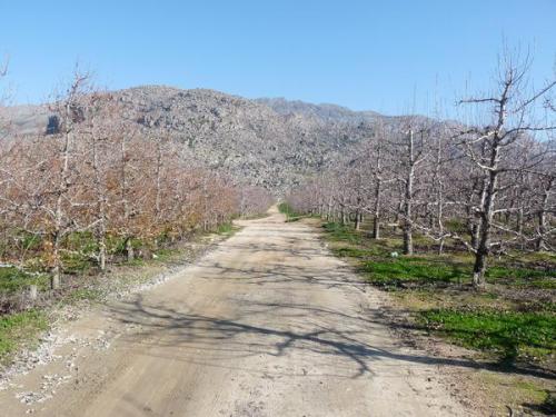 The road that leads to one of our ’crystal’ collecting areas, runs through a pear orchard. (Author: Pierre Joubert)