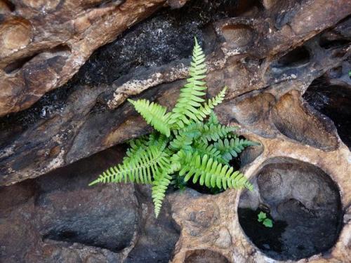 A fern grows in soil in a rock cavity. (Author: Pierre Joubert)