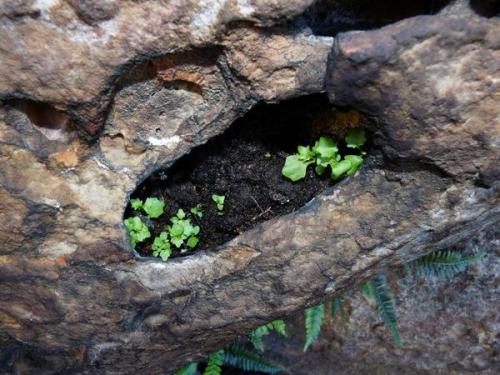 Natural rockery. (Author: Pierre Joubert)