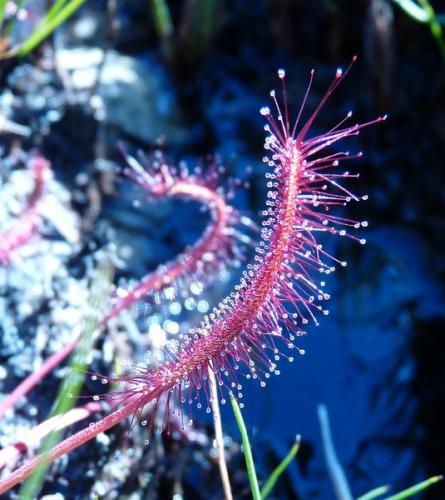 The same plant close-up. (Author: Pierre Joubert)