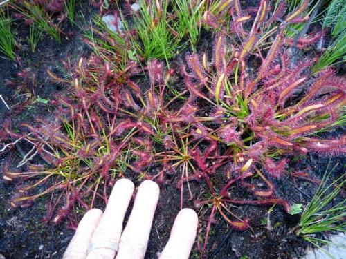 A remarkable insect eating plant with glue on each end; a fairly common sight next to streams. (Author: Pierre Joubert)