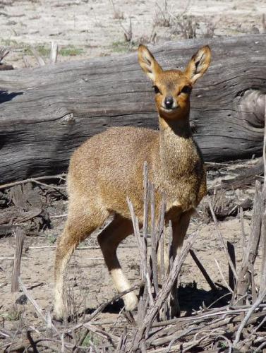 Yet another mountain dweller, a Duiker. (Author: Pierre Joubert)