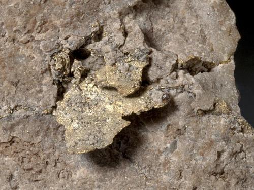 Gold
Roşia Montană (Verespatak), Alba Co., Romania
1,5 cm Gold area
Crystalline, leaf shaped Gold in matrix, characteristic for the old mine. (Author: Simone Citon)