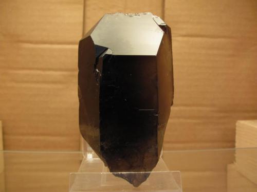 Smoky Quartz
Isle of Arran, Scotland, UK
75mm x 40mm x 33mm
Nice sturdy smoky quartz crystal; the termination is a little chewed up (as found) probably from ice-action in the cavity where it originated from. The crystal had actually ’migrated’ a short distance from the cavity and was wedged in a crevice. The crystal colour has lightened on one side due to exposure to the sky - best seen in the third photo. Self-collected. (Author: Mike Wood)