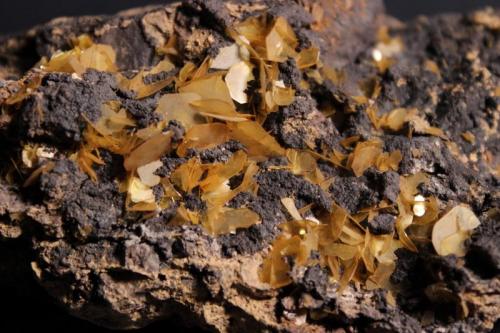 Wulfenite
Silver Bill Mine, Turquoise District, near Gleeson, Cochise County, Arizona, USA
11.6 x 8.5 cm (Author: Don Lum)