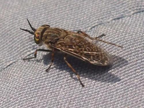 Horseflies, also known as Clegs, are nasty. They have a somewhat ’furry’ appearance, sort of dusty-grey colour. You can’t hear them flying. You can’t feel them land. If you’re quick and recognise the sensation you can swipe them off you just as they start to bite; then the bite will only itch a little ! Unlike midges these things are active in bright sunshine. They are about during the months of July and August when it’s warm. It’s best to keep moving when these are around, and keep an eye on them but they are very distracting. They are mainly living in the valleys; it is usual to have several following you as you walk. And they can bite through thin clothing !! (Author: Mike Wood)