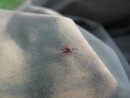 A large deer tick on the prowl. This one was about 4mm long (body) and the red part on it’s abdomen indicates that it is mature and has fed on some thing. Mostly they are a bit smaller and can be very hard to spot when they are <1mm. They hang around in long vegetation (grass, heather, bracken, trees) and wait for prey to walk past. They have caused serious infection in some parts of the UK in the form of Lyme Disease. I’ve been getting bit by these suckers for twenty years or more but I’m still ok (I think). Tick season - probably april to october. (Author: Mike Wood)