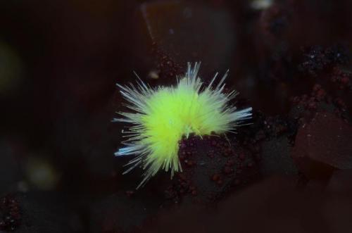 Uranofana.
Le Boucheron, Davignac, Corrèze, Limousin, France
Campo de visión 2 mm. (Autor: Juan Miguel)