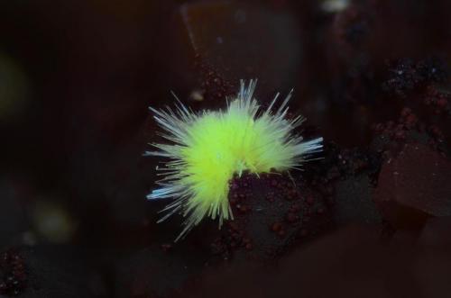 Uranofana.
Le Boucheron, Davignac, Corrèze, Limousin, France
Campo de visión 2 mm. (Autor: Juan Miguel)