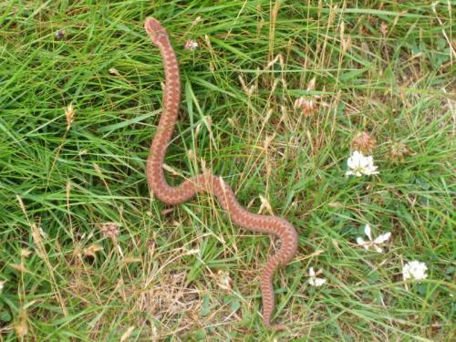 Adder approx. two feet long (60cm). They can grow to three feet long (90cm). They are poisonous but very rarely bite - usually slither away and vanish when approached. Photo taken in July. (Author: Mike Wood)