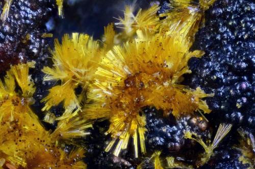 Cacoxenita.
Cherokee Co., Alabama, USA.
Campo de visión 2 mm. (Autor: Juan Miguel)