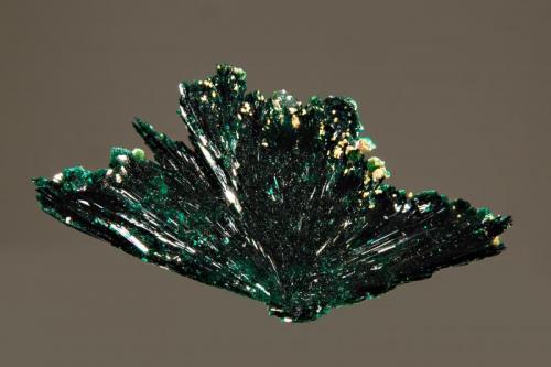 Atacamite
La Farola Mine, Cerro Pintado, Tierra Amarilla,, Copiapo Prov., Chile
1.5 x 2.5 cm.
A floater fan-shaped spray of atacamite. (Author: crosstimber)