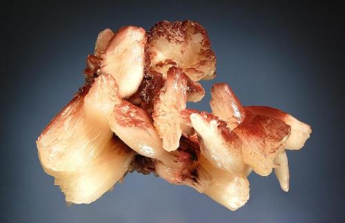 Stilbite
Sakur, Ahmednagar District, Maharashtra, India
8.0 x 11.0 cm
A group of lustrous, white crystals to 5.5 cm partially colored reddish-brown by iron oxide. (Author: crosstimber)