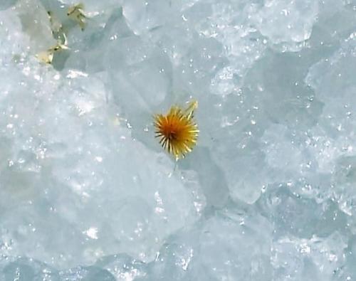 Cacoxeno
Mina La Paloma, Zarza la Mayor, Cáceres, Extremadura, España
Ancho de imagen de 1 cm (Autor: Cristalino)