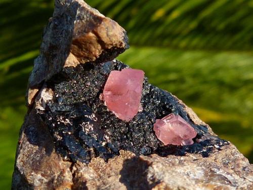 Rodocrosita
Mina Uchuchaqua, Oyón, Lima, Perú.
7x3 cm (cristal: 8 mm) (Autor: nerofis2)