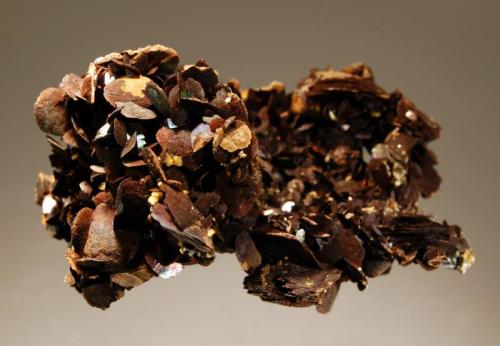 Siderite
Hashupi, Shigar Valley, Skardu District, Gilgit-Baltistan, Pakistan
5.3 x 7.1 cm.
Dark brown lenticular siderite crystals with an iridescent coating. Collected in 2012. (Author: crosstimber)