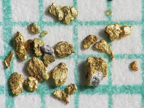 Oro y Plata
Arroyos en la zona de Pribram, República Checa
pieza más grande  1 mm, en papel milimétrico (Autor: Miro Straka)