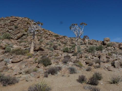 Koker boom (quiver trees) on Blesberg. (Author: Pierre Joubert)