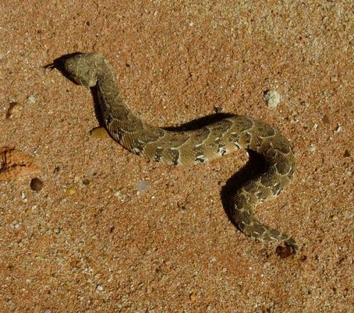 Puff-adder, responsible for the vast majority of snakebites in SA. (Author: Pierre Joubert)