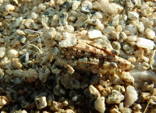A grasshopper sits well camouflaged between pebbles. (Author: Pierre Joubert)