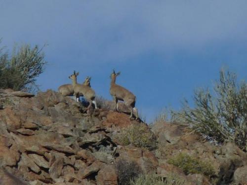 A family of Duikers on Blesberg. (Author: Pierre Joubert)