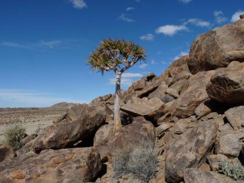 Quiver tree. (Author: Pierre Joubert)