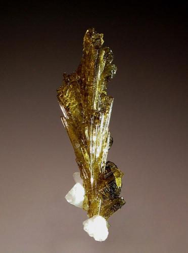 Epidote
Hashupi, Shigar Valley, Gilgit-Baltistan, Pakitsan
1.8 x 5.2 cm.
Lustrous, olive green epidote crystals forming a fan-shaped group with a few accenting crystals of albite. (Author: crosstimber)