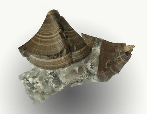 Cassiterite
Lee Moor China Clay Pit, Shaugh Prior, Devon, England, UK
55mm across
Banded cassiterite, variety "wood tin" on quartz (Author: ian jones)