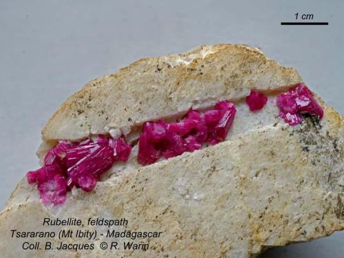 Liddicoatite (rubellite)
Tsararano (Mont Ibity) - Sahatany Valley.
Deposit: 65 mm wide. (Author: Roger Warin)