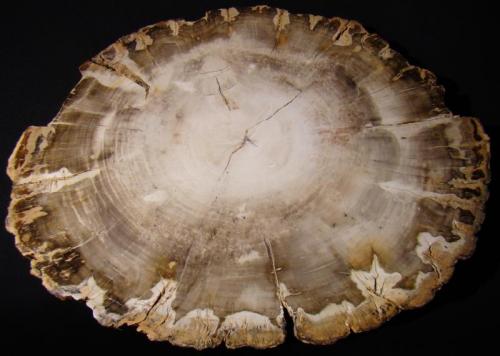 Ópalo (variedad xilópalo)
Ambilobe, Madagascar
22x16x2,5 cm
Triásico inferior 225 m.a (Autor: D.N.S.Borràs)