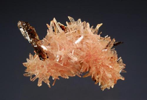 Inesite
Fengjiashan Mine, Daye Co., Huanshi Pref., Hubei Prov., China
1.7 x 2.3 cm.
Acicular pink inesite crystals with scattered brown hubeite. (Author: crosstimber)