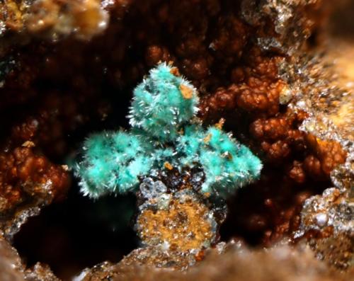 Malaquita pseudomorfo de cuprita sobre alofana.
Mina de Cala, Cala, Huelva, Andalucía, España.
Cristales de 1 mm. (Autor: Antonio Carmona)